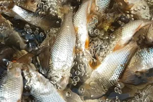 Särkikaloja vedessä